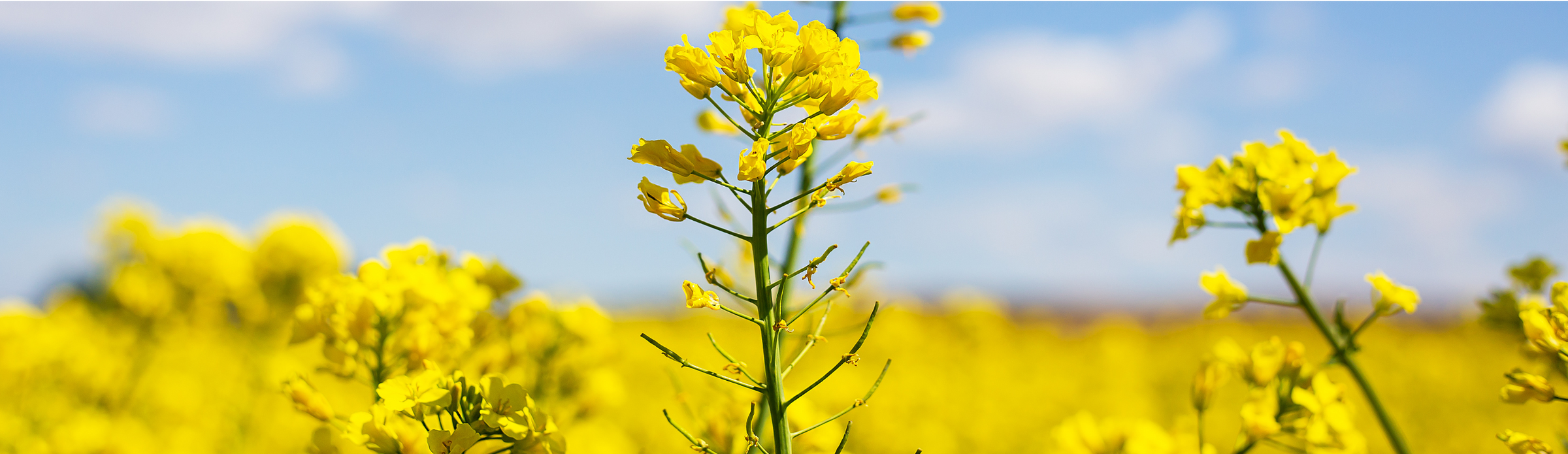 Solutions de stockage et pompage du B100